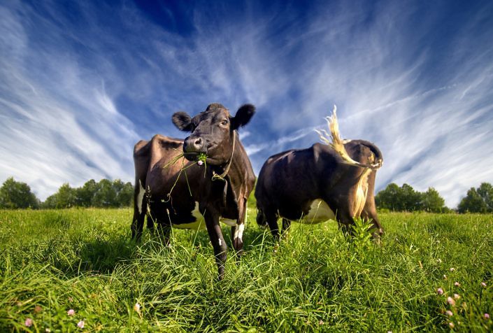 Maple Hill Farms : Cows