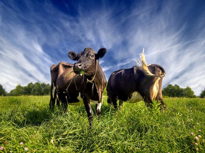 Maple Hill Farms : Cows