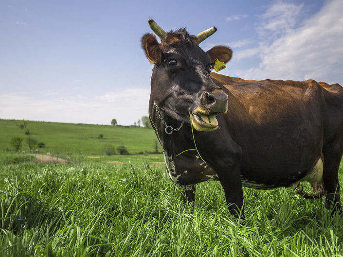 cow portraits