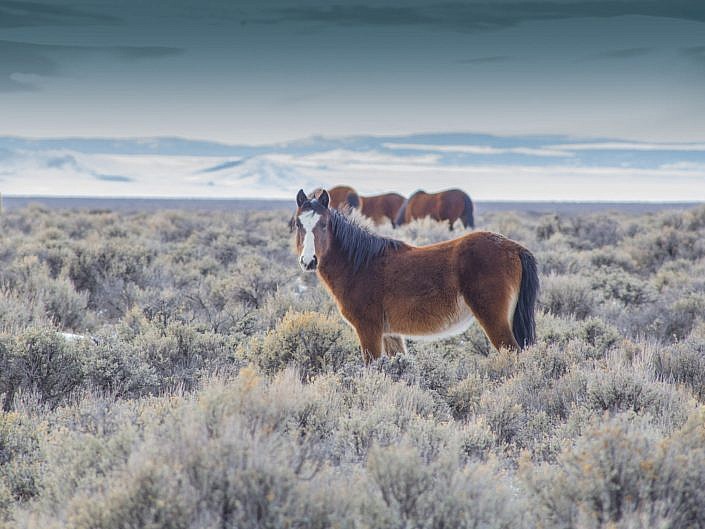 Wild Mustangs