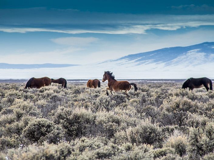 Wild Mustangs : New Mexico